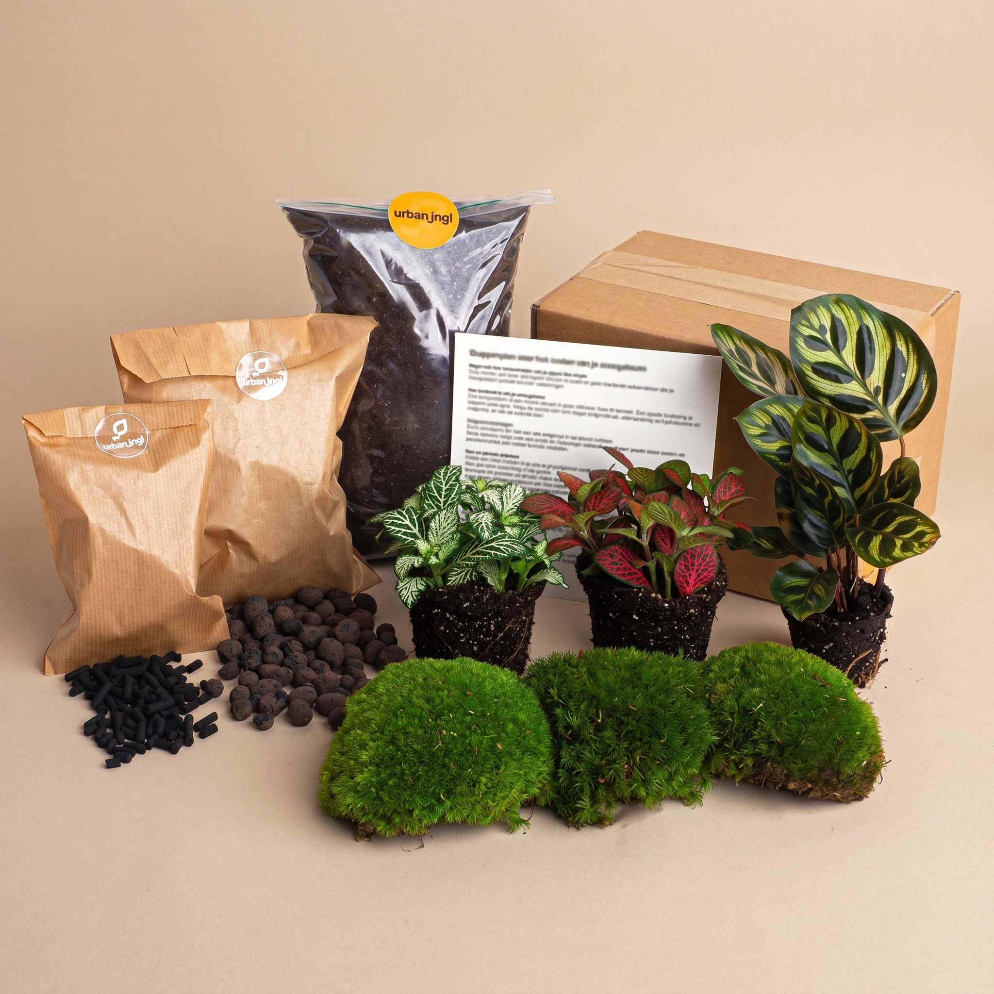 urbanjngl - Calathea Makoyana Terrarium Start- und Nachfüllpaket – 3 Terrarienpflanzen für DIY-Projekte – ideal für Anfänger und Pflanzenliebhaber