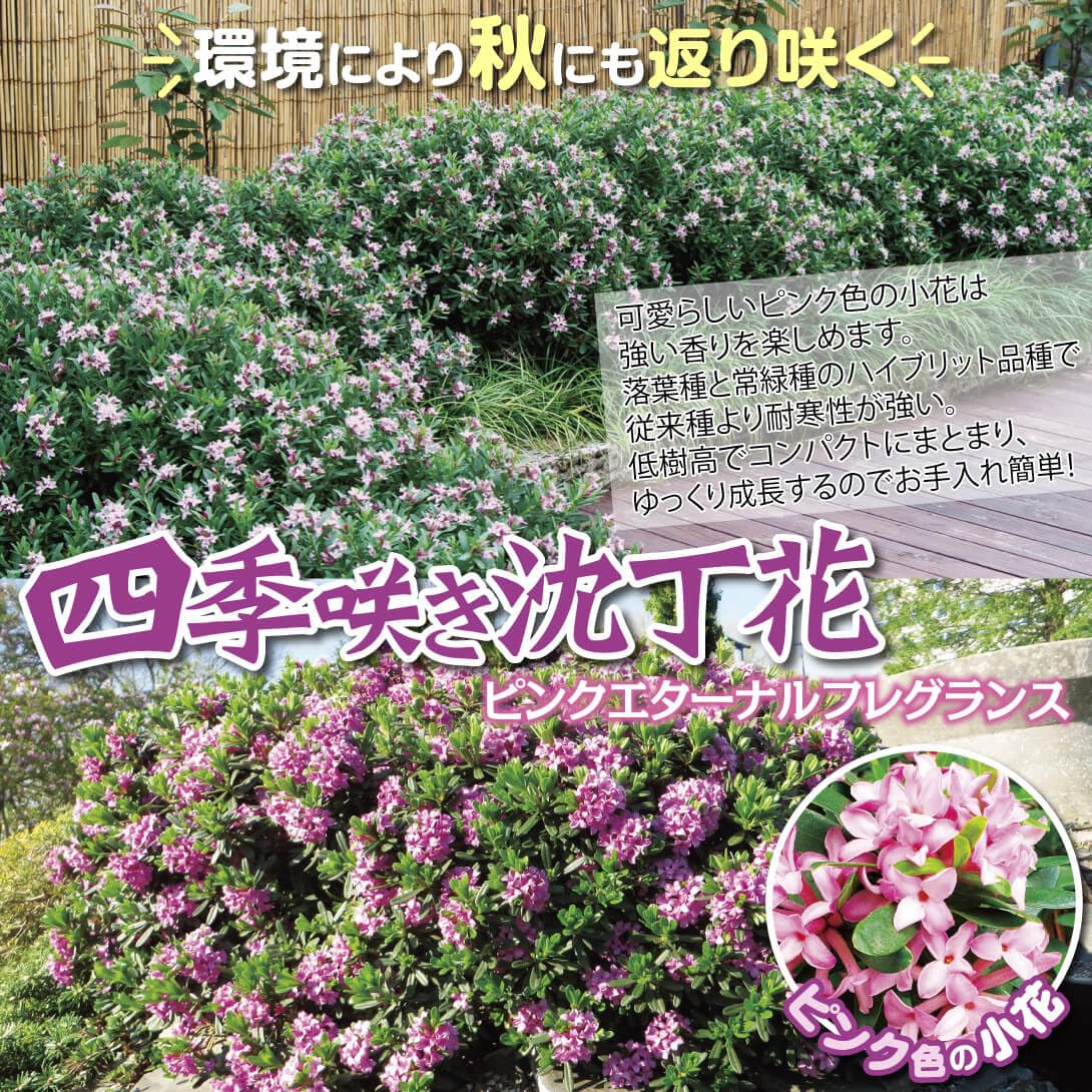 木花様 Amazon.co.jp: 花木 四季咲き沈丁花 ピンクエターナル