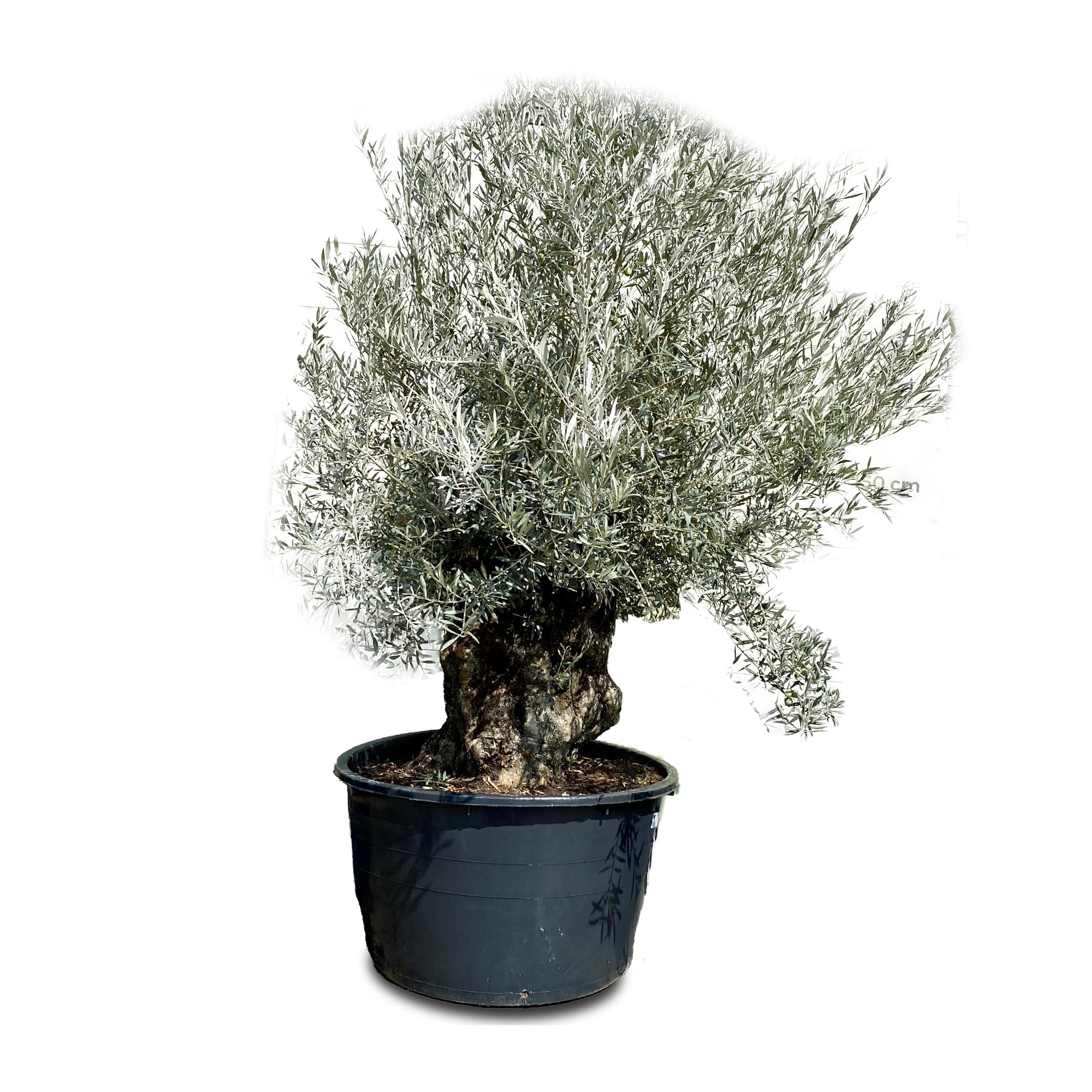acer shishigashira bonsai Acer palmatum 'Shishigashira' main image 1