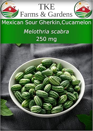 TKE Farms - Semillas de Cucamelon para plantar, pepinillo agrio mexicano, melón de ratón, 30 semillas, escabra de melotria, sin OMG