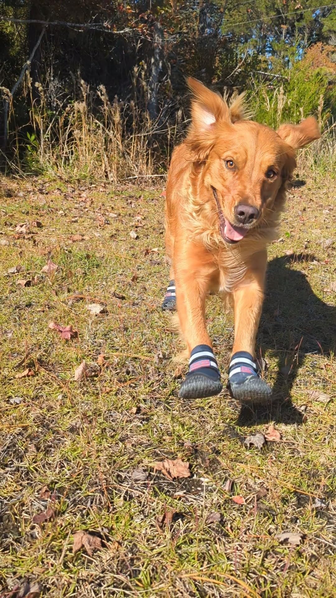 Bark Brite New All Terrain All Weather Neoprene Dog Shoe (Stone Blue, Large)