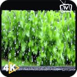 4K 大雨と雷 - 窓からの眺め 睡眠と勉強の雰囲気