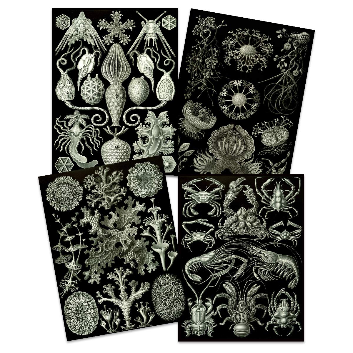 Artery8 Ernst Haeckel Ocean Wall Art Print - 30 x 41cm - Set of 4 - Vintage Nature Biology Sea Life
