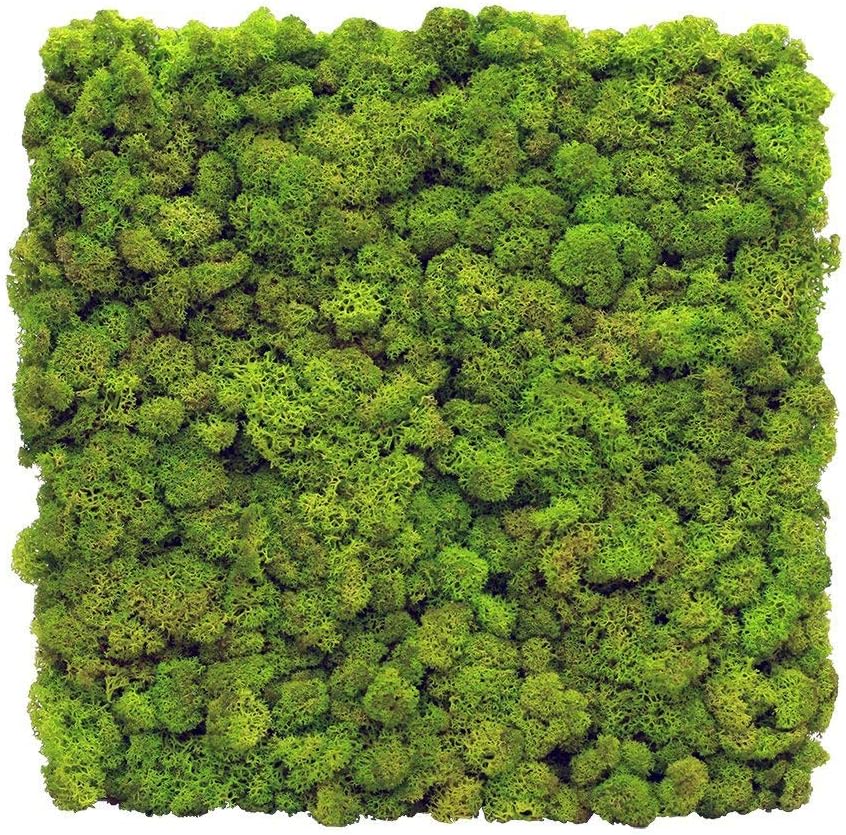 DIY Panel Preserved Reindeer Moss Panel Fire Safe : Interior Finish - Construction Finish - Architectural Finish - Indoor Decor