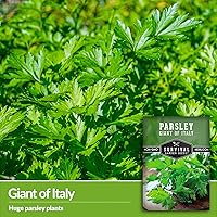 Vista 3 de Giant of Italy Semillas de perejil para plantar, hierba tradicional italiana de hoja plana con hojas grandes y sabrosas, sin OMG, ideal para cocinar