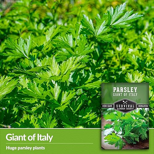 Miniatura 3 de Giant of Italy Semillas de perejil para plantar, hierba tradicional italiana de hoja plana con hojas grandes y sabrosas, sin OMG, ideal para cocinar