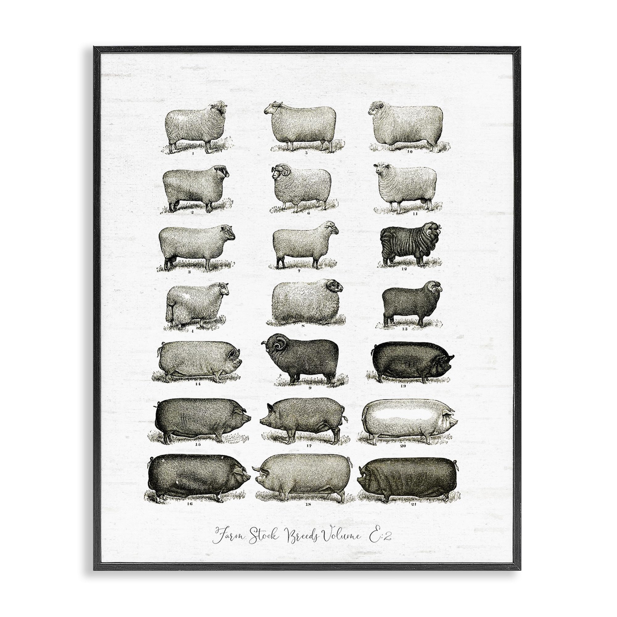 Farm Animal Breeds Diagram Chart, 16 x 20 Inch Framed Giclée Print