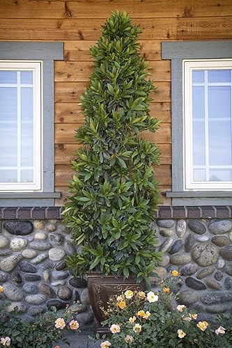 Miniatura 3 de Arándano japonés  3 árboles vivos  Elaeocarpus Decipiens  Planta de cribado de privacidad de hoja perenne