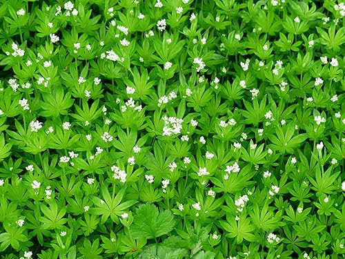 Miniatura 2 de Hierba dulce de Woodruff - Seco, cortado, natural Galium Odoratum - Peso neto 1 oz28 g