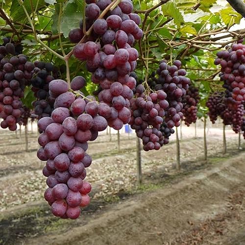 Miniatura 3 de Red Globe Grape Seeds for Making Juice and Wine Juicy and Sweet Slightly Tart Flavor Rich in Vitamins Trellises Outdoor 10Pcs Fruit Seeds by YEGAOL