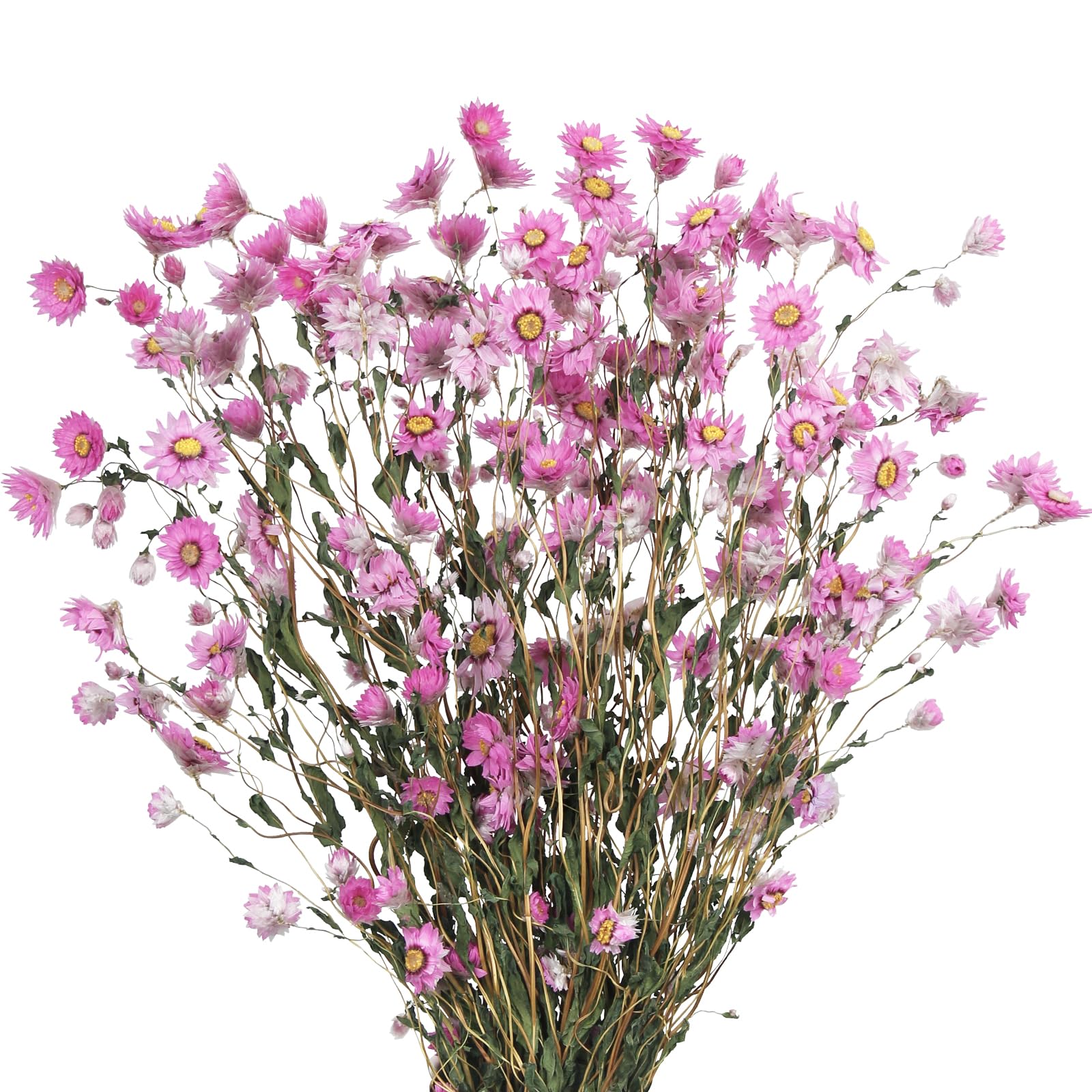 CITYES Dried Daisy Flowers Bouquet Dried Flowers Pink with Stems Real Chrysanthemum Gerber Daisies Arrangements for Wedding Farmhouse Vase Decorations