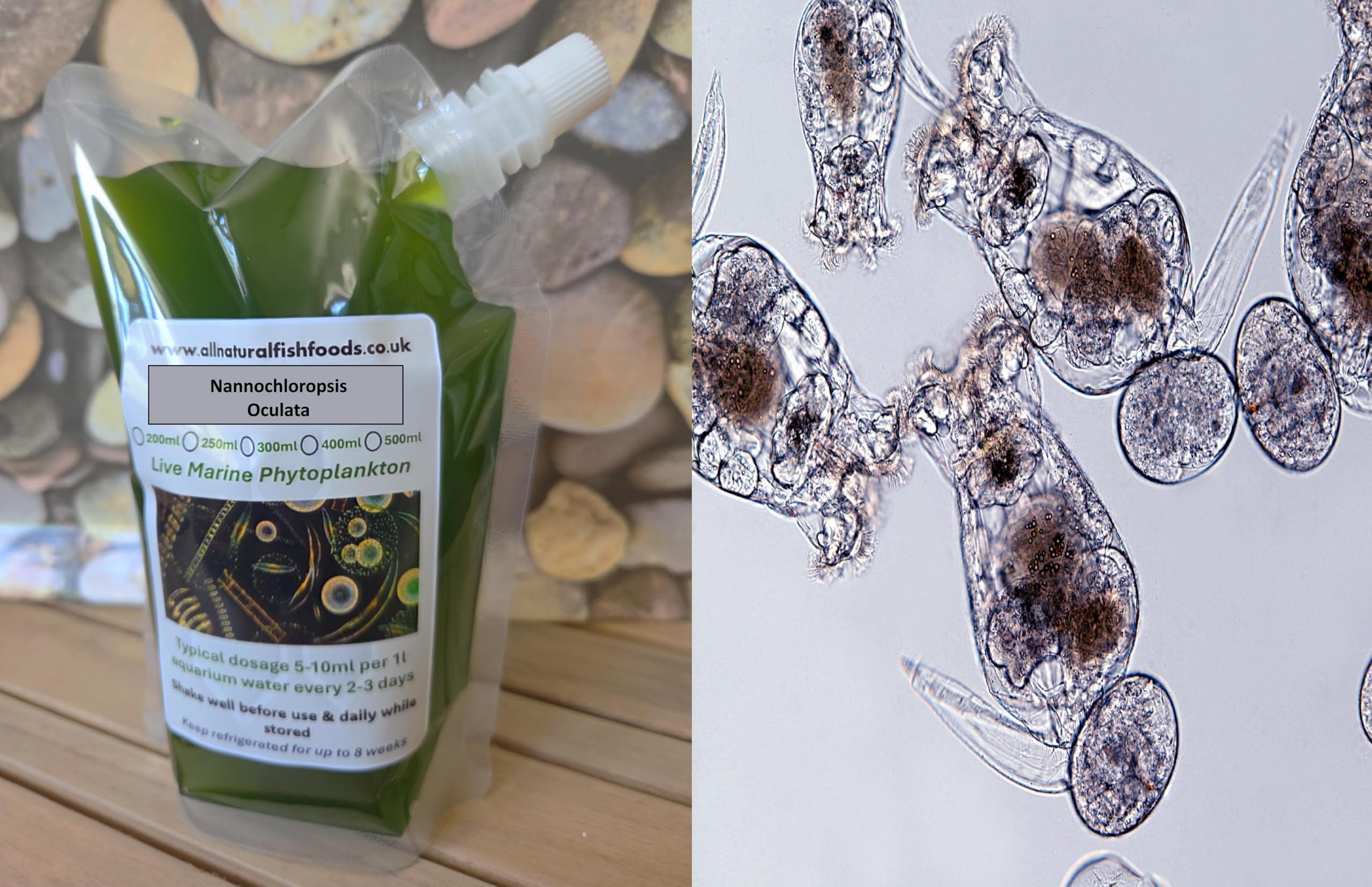 Special Bundle Offer - 400ml Live Marine Phytoplankton and 300ml Rotifer Culture - Food for Corals, Anemones, Sponges, Fish Fry, Copepods, Brine Shrimp, Shellfish, Seahorses