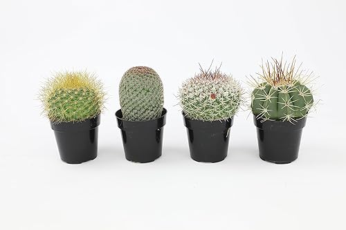 Miniatura 10 de Altman Plants - Colección de cactus surtidos para jardines, contenedores o regalos