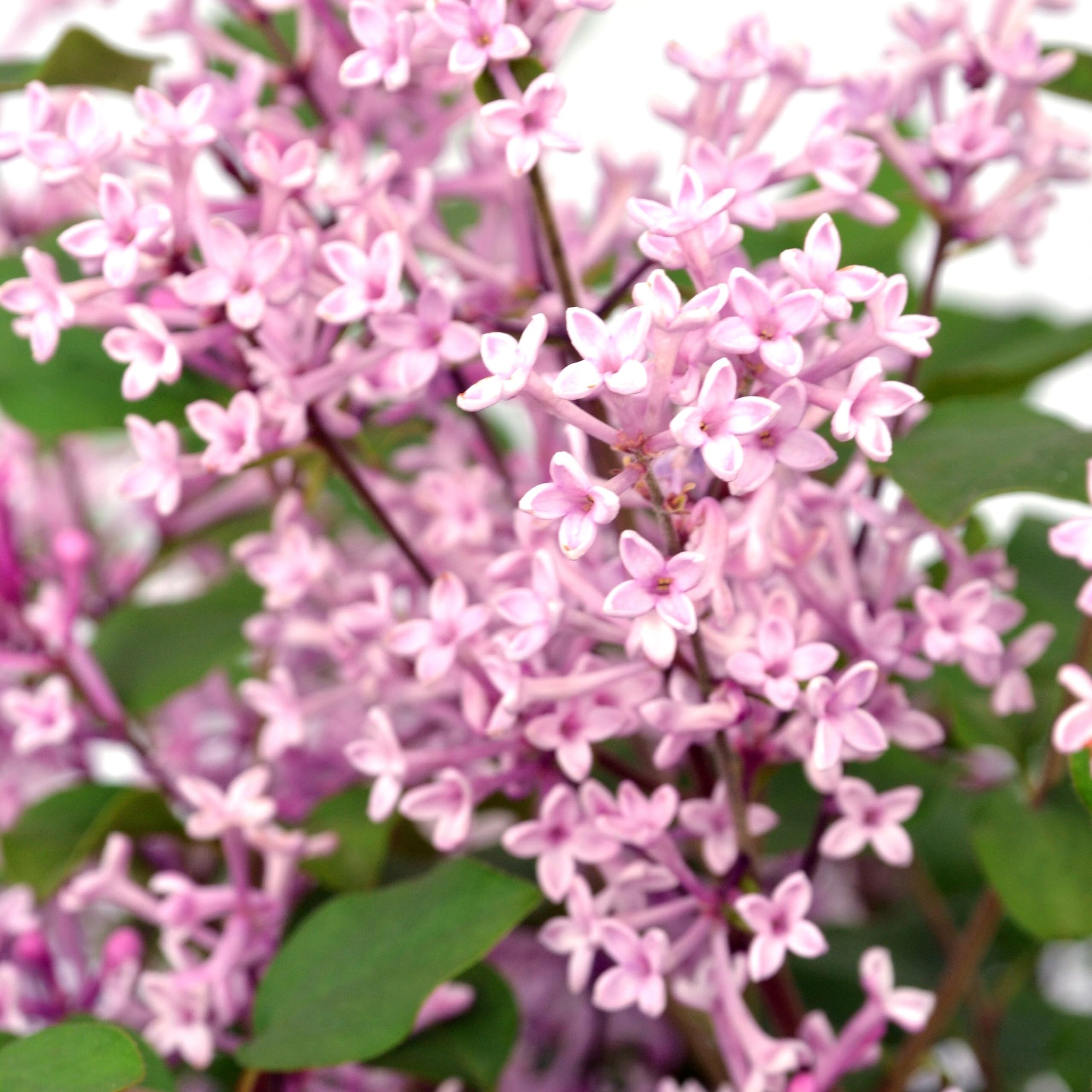 Plant Theory Bloomerang Pink Perfume Repeat Flowering Lilac Syringa Shrub Plant 2L Pot