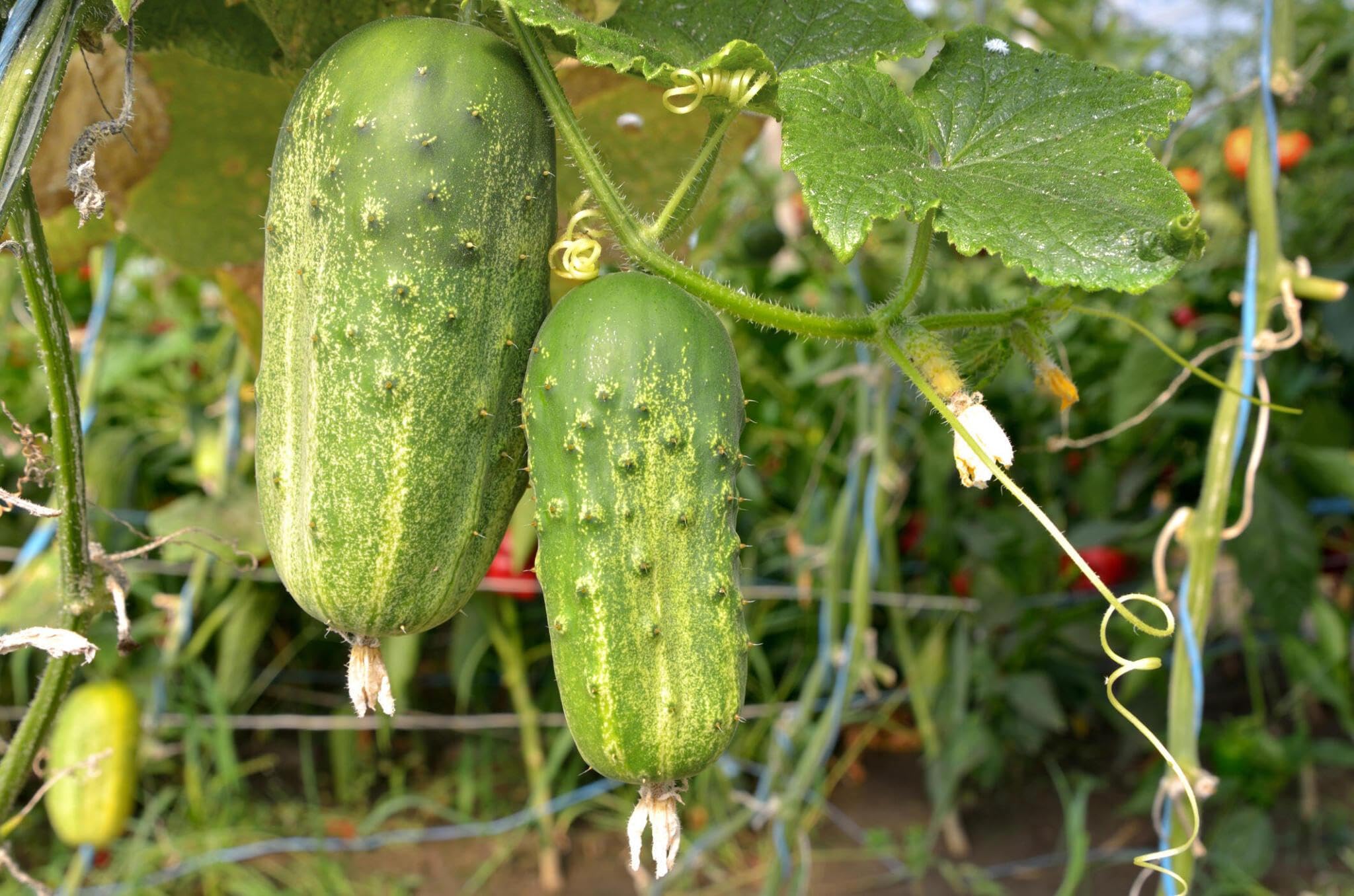 Desi Cucumber Seeds (165 Seeds) (B0CWYWM2JC) Amazon Price History, Amazon Price Tracker