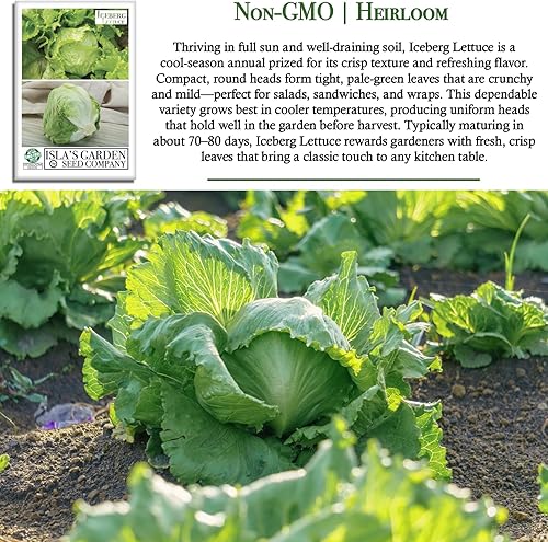 Miniatura 3 de Semillas de lechuga iceberg para plantar, más de 2500 semillas tradicionales por paquete, semillas de jardín de Isla (semillas de jardín de Isla),