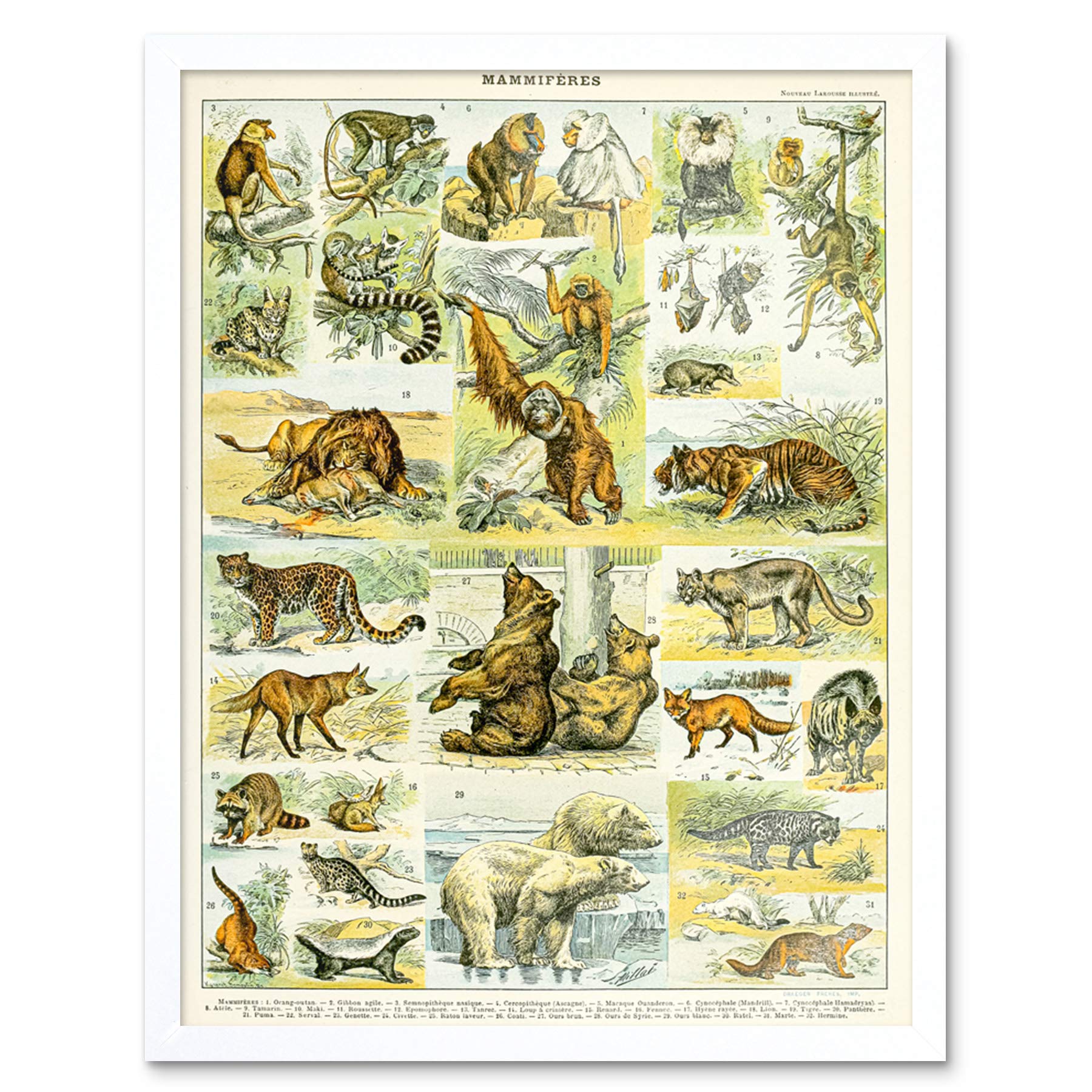 Artery8 Millot Encyclopedia Page Molluscs Shells Art Print Framed Poster Wall Decor 12x16 inch — view 84