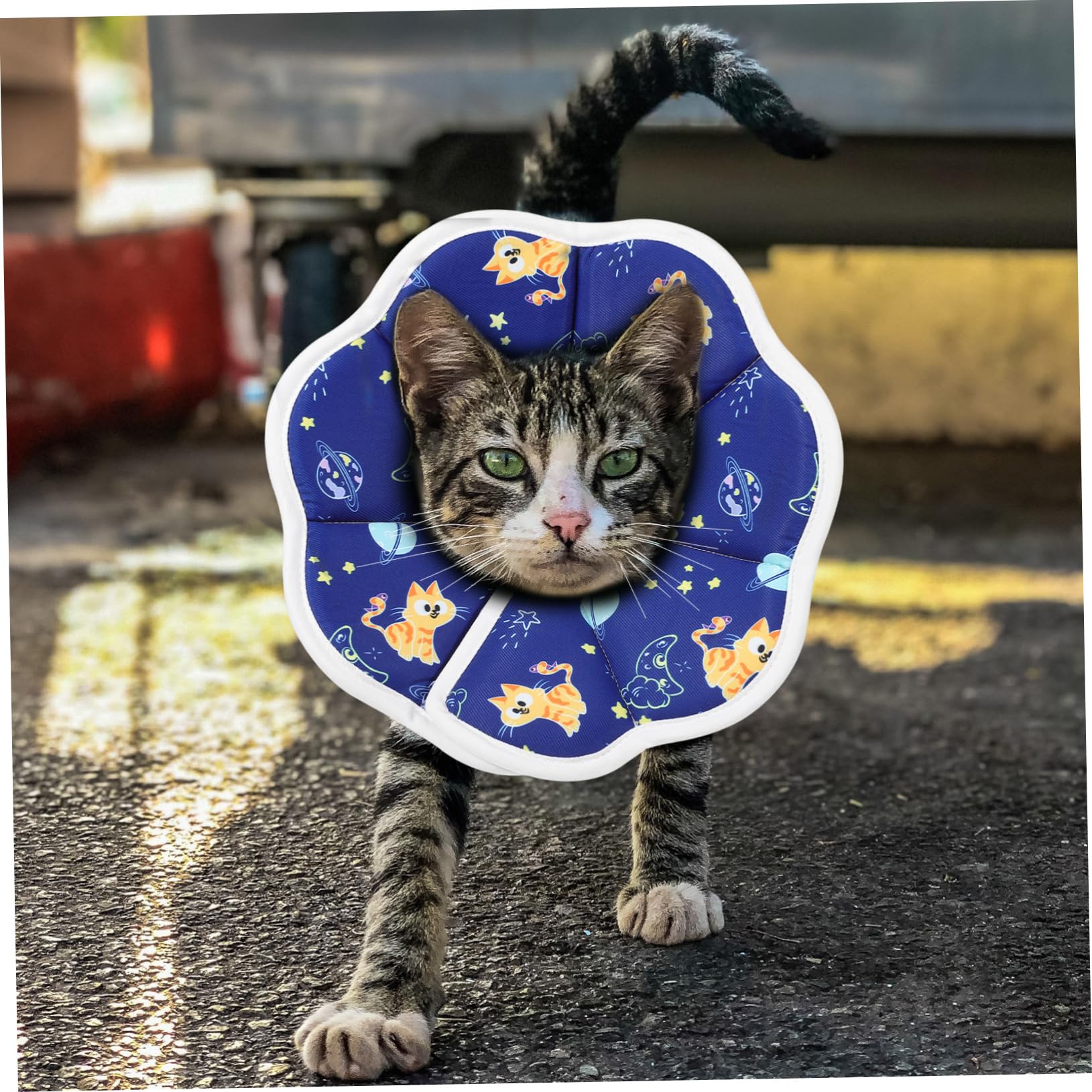 INOOMP 5stücke Kitten Cone Alternative Faltbarer Wasserdichter Cat Collar Für Katzen Und Kätzchen Schützt Vor Lecken Und Wunden Nach Operationen Und Verletzungen