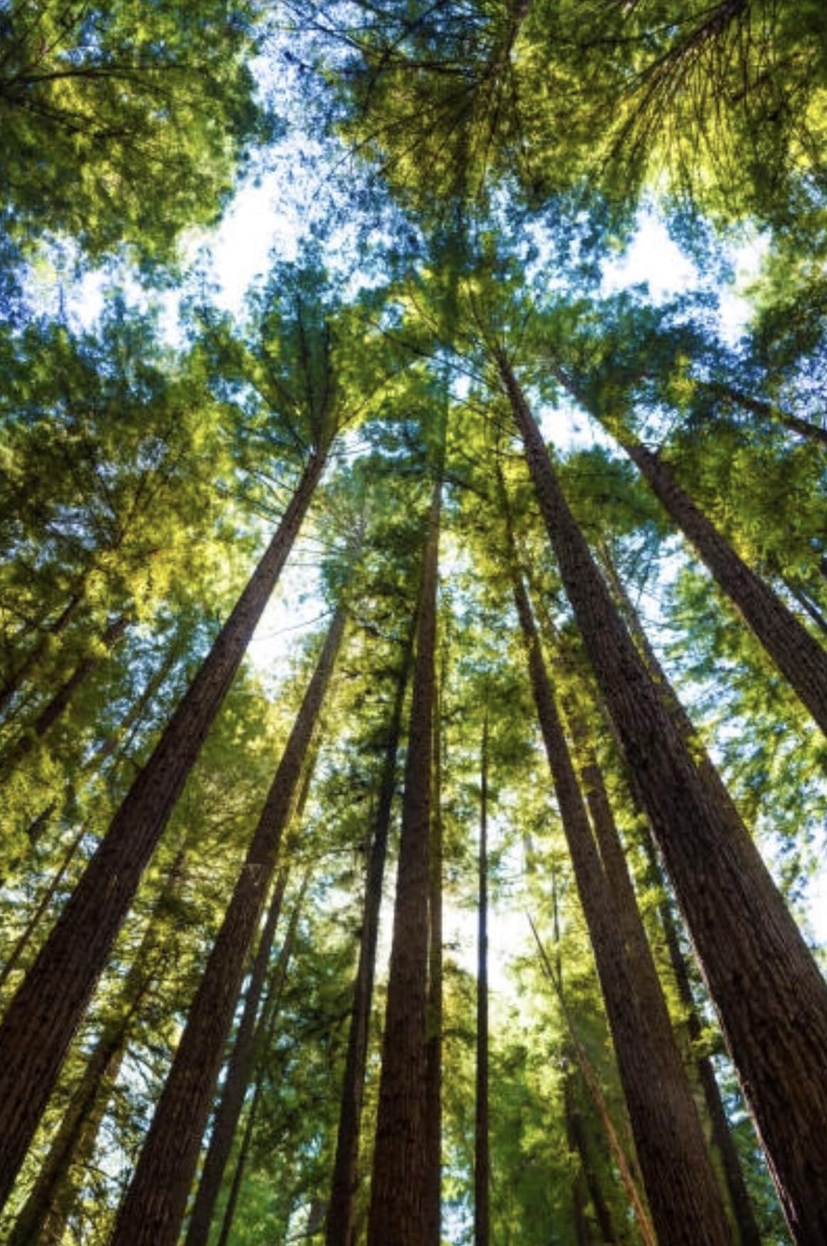 Amazon.com : Coast Redwood Tree Seedling - Sequoia sempervirens