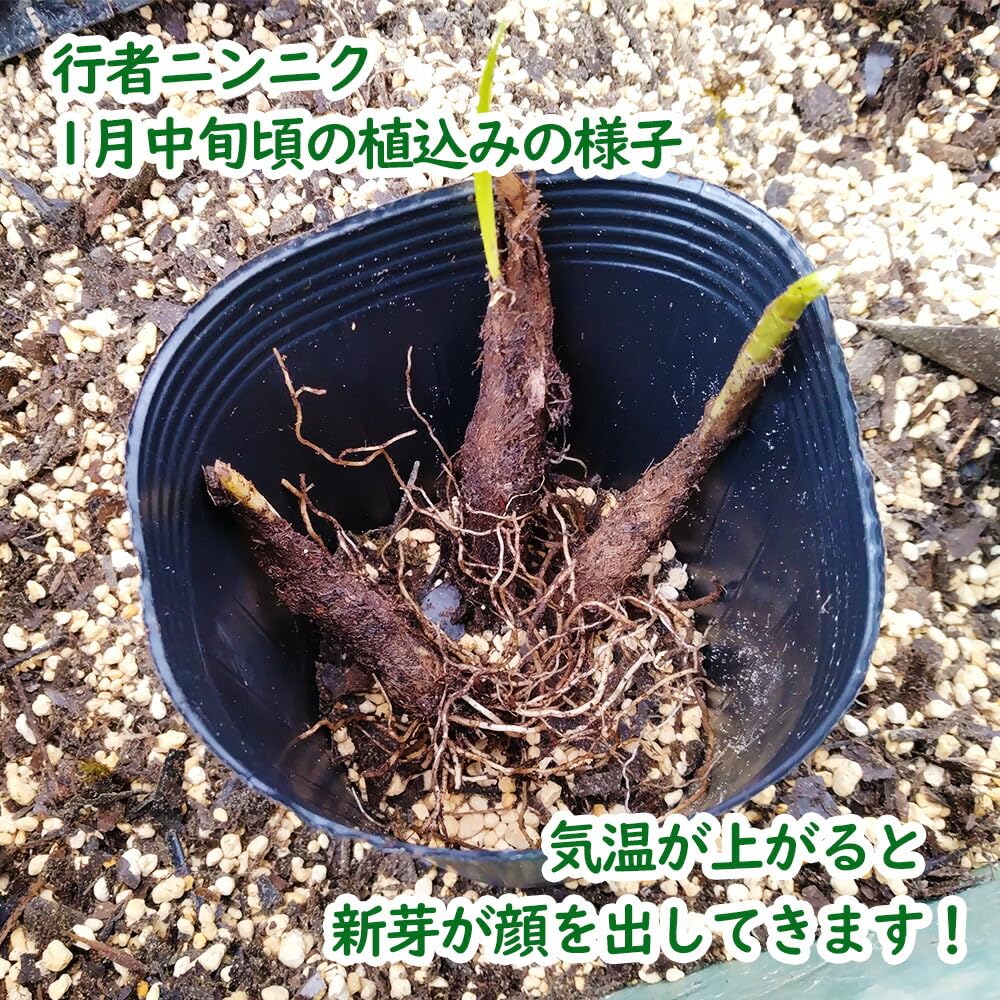行者ニンニク６年生24ポット 000000056848-01.jpg?size=l&w=