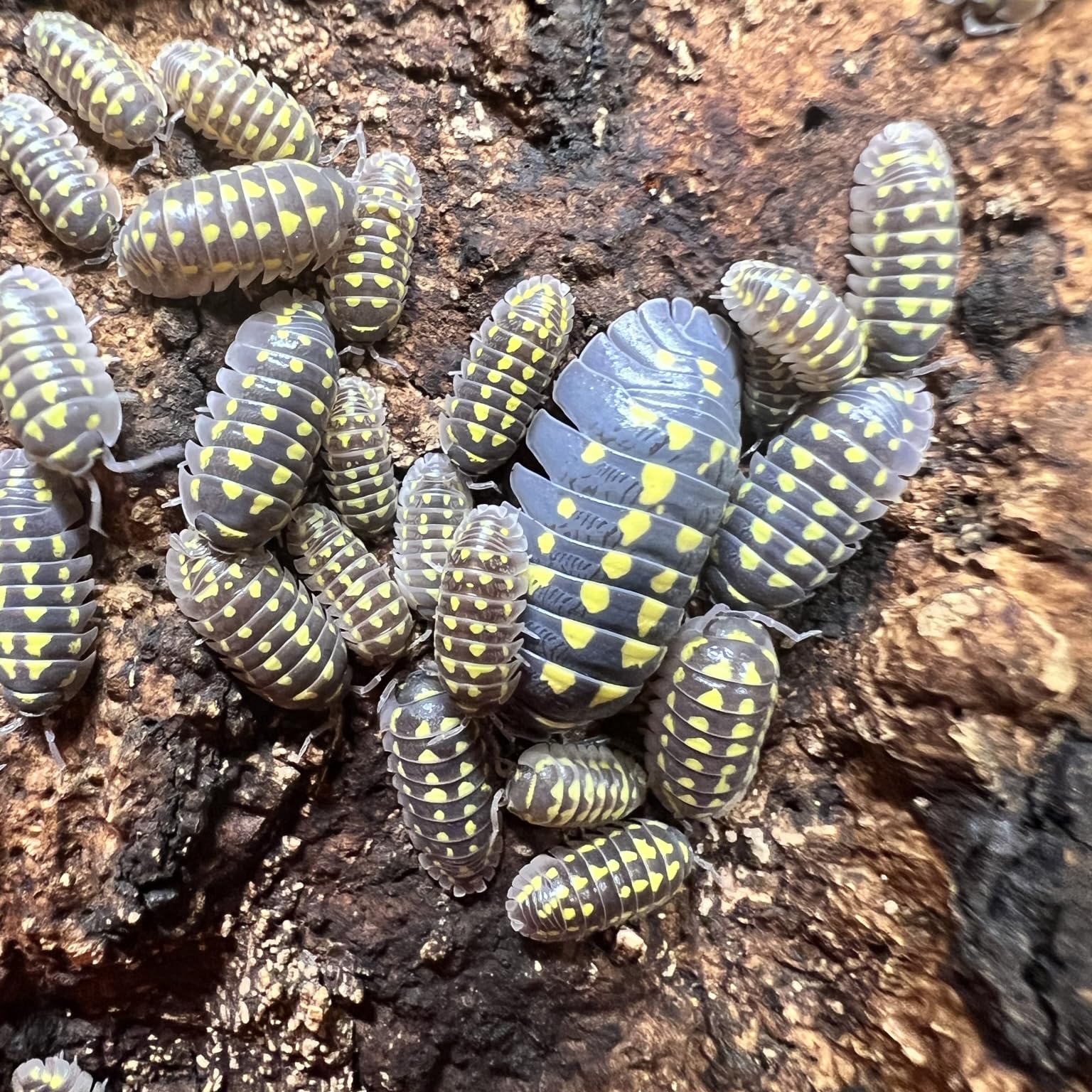 Exo-Morphs Live Armadillidium gestroi Isopods - Yellow Spots - Live Arrival Guaranteed (12 ct.)