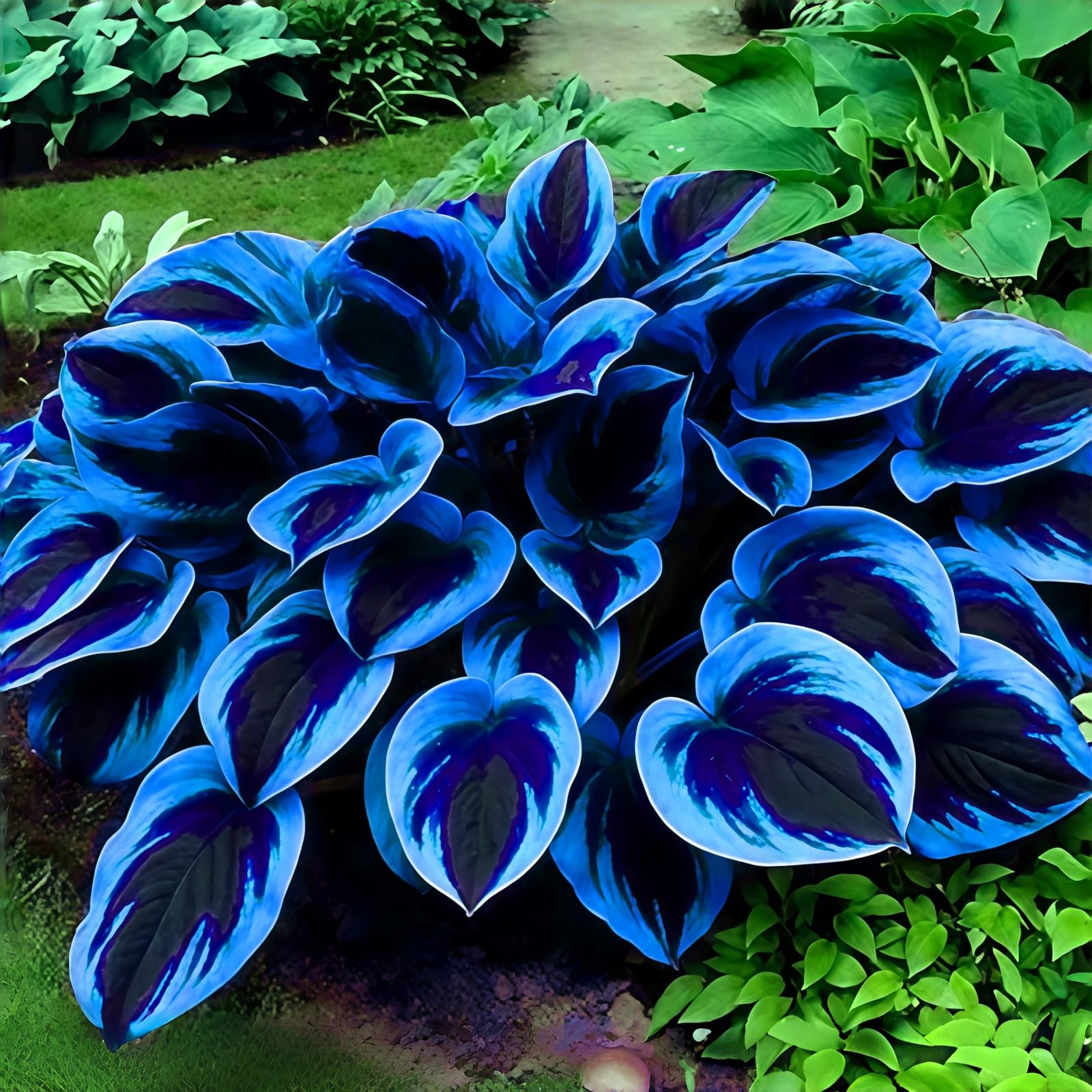 Hosta Perennial UK, Fragrant Flowers, Rare and Beautiful Hosta Bulbs in Bulk,Planting for Stunning Garden Displays-10 Bulbs-D โ image 1