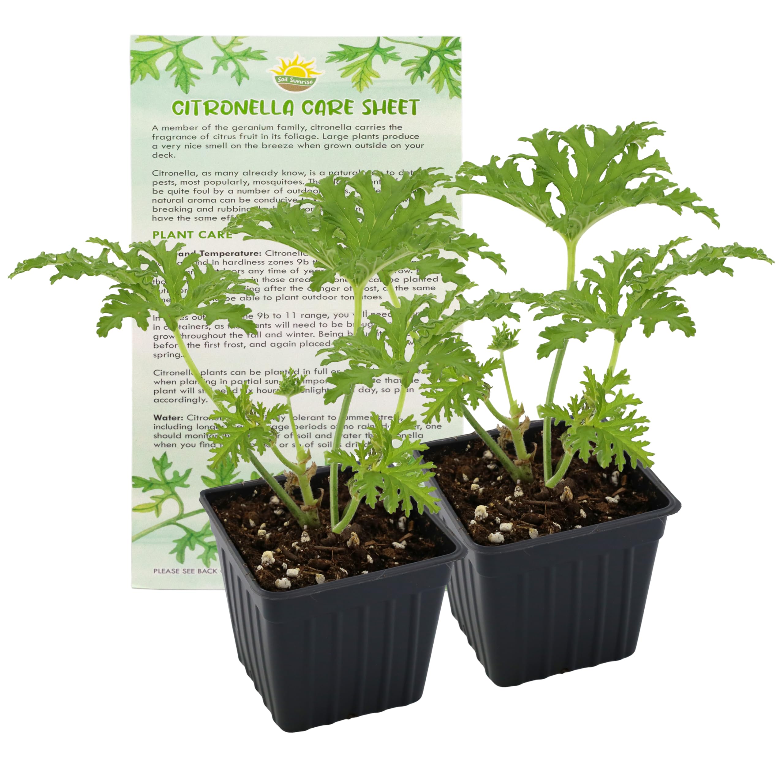 Soil Sunrise Citronella Geranium