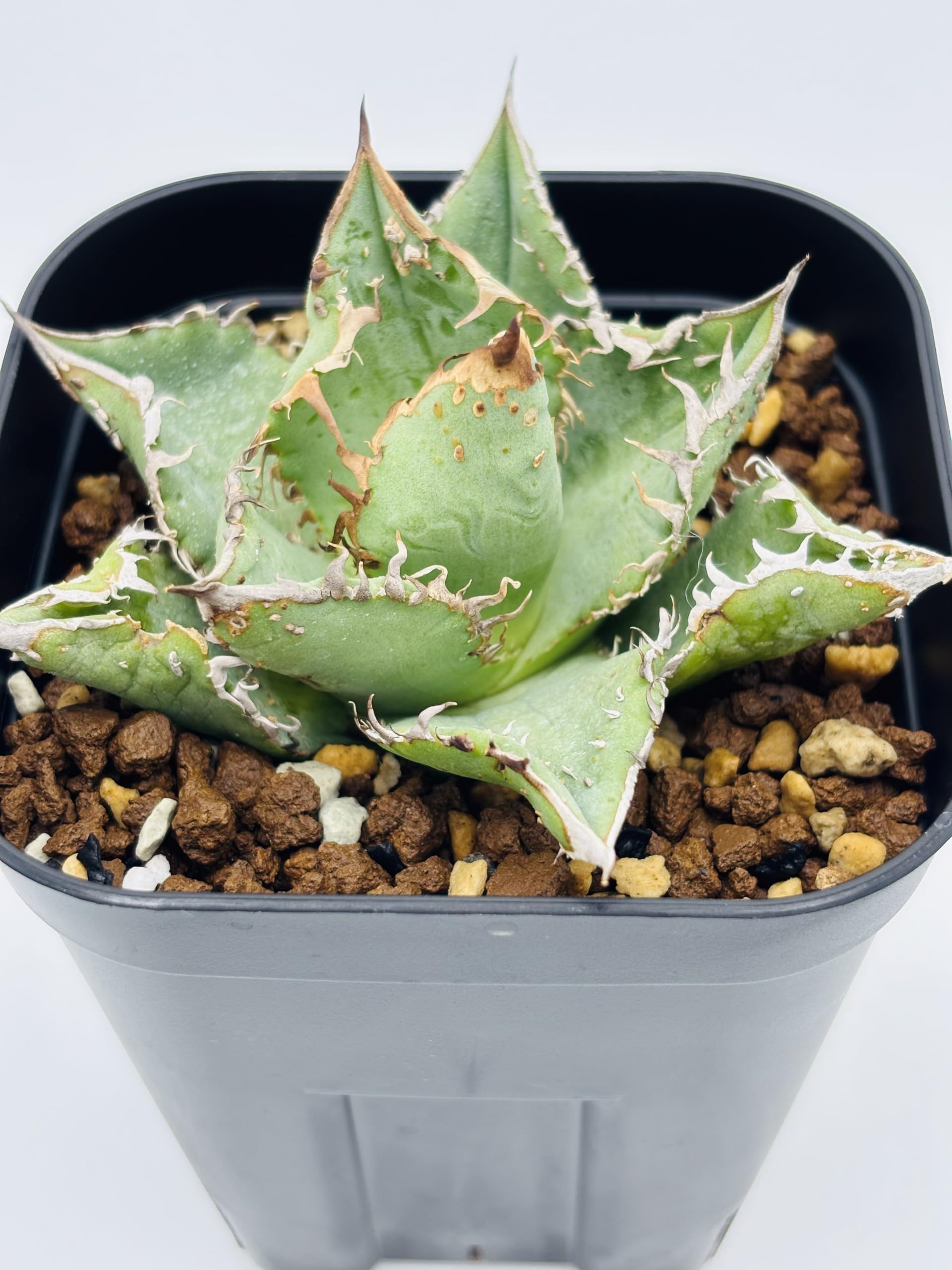 Amazon｜アガベ チタノタ 金蟾(キンセン)/Agave titanota 'Kinsen