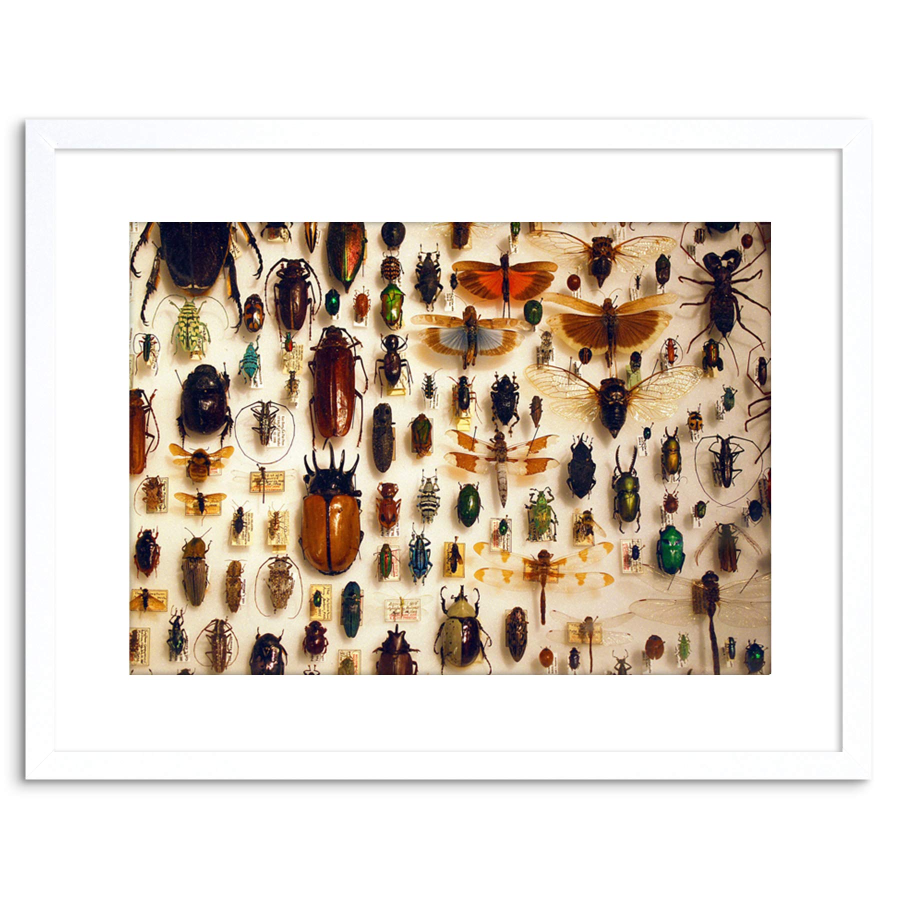 Wee Blue Coo NATURE PHOTO TAXIDERMY VARIED INSECT CABINET FRAMED ART PRINT POSTER F97X11983