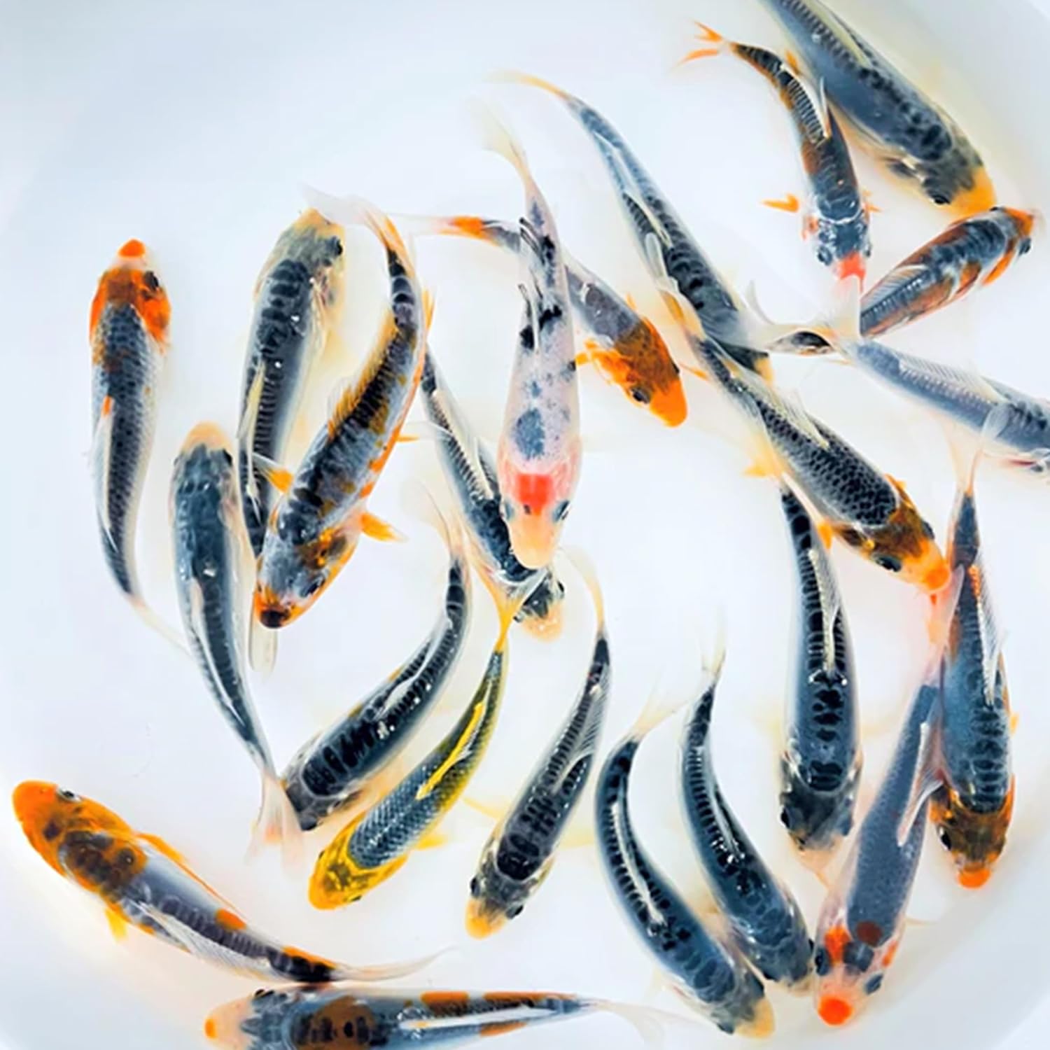 Toledo Goldfish Live Calico Blue Koi, a Mix of Standard or Butterfly Fin Species, Live Fish Perfect for Ponds, Tanks, and Aquariums - 3-4 Inches, 5 Count