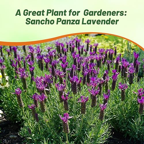 Miniatura 6 de outsidepride LavandaSancho Panza Púrpura