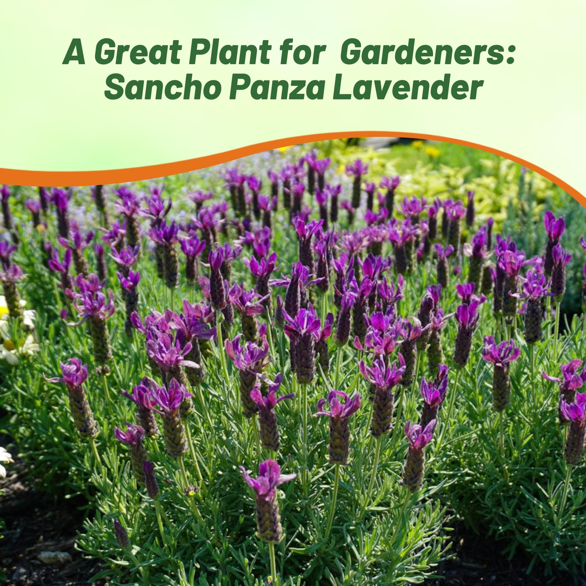 Amazon.com : Outsidepride Sancho Panza Lavender Seeds - 100 Pcs