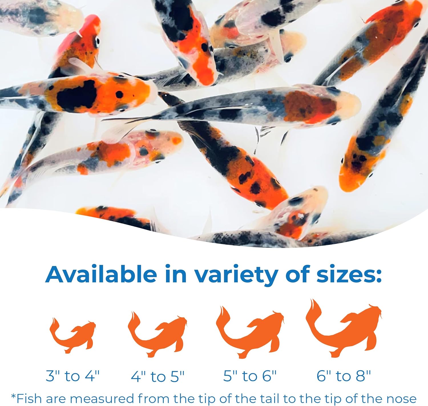 Toledo Goldfish Live Tri-Colored Koi, a Mix of Standard or Butterfly Fin Species, Live Fish Perfect for Ponds, Tanks, and Aquariums - 4-5 Inches, 10 Count