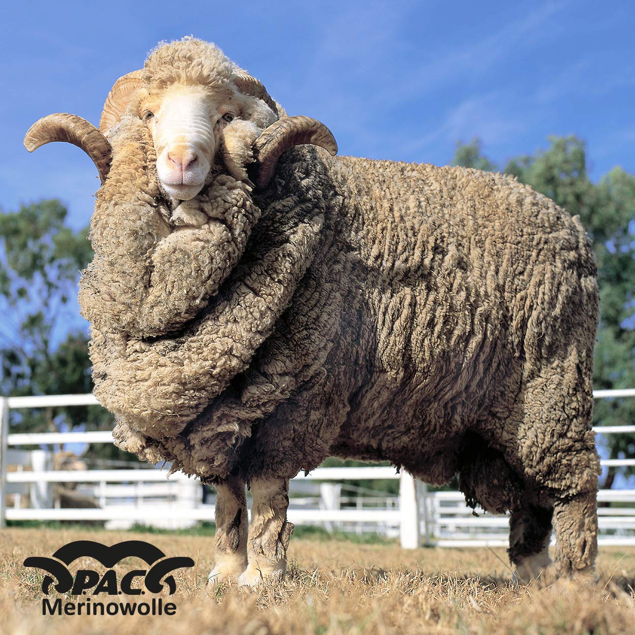 P.A.C. Merino Wolle Multifunktionstuch, nahtlos, non-Mulesing Wolle, nachhaltiges Schlauchtuch