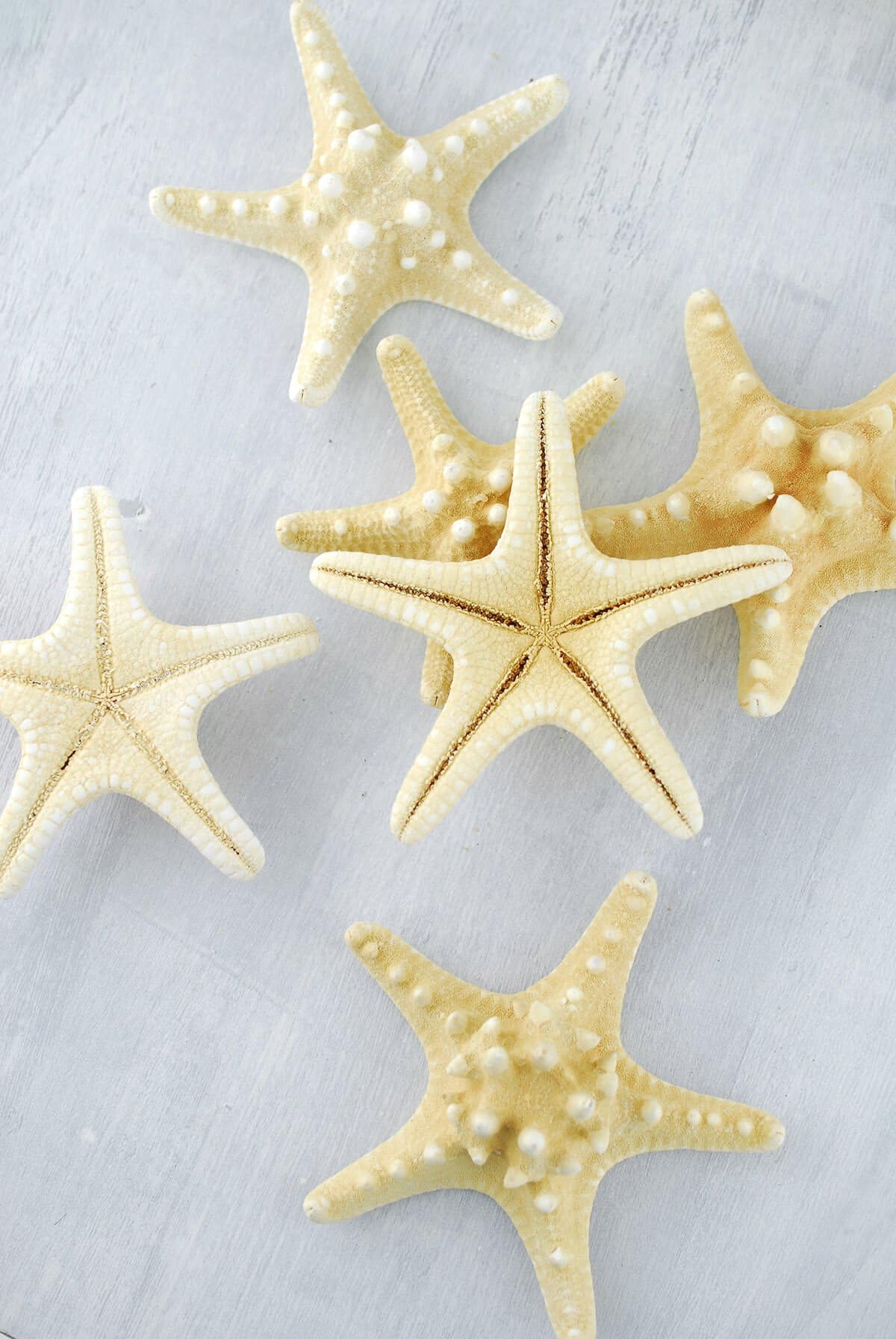 Armored Starfish 4-5in (Pack of 7)