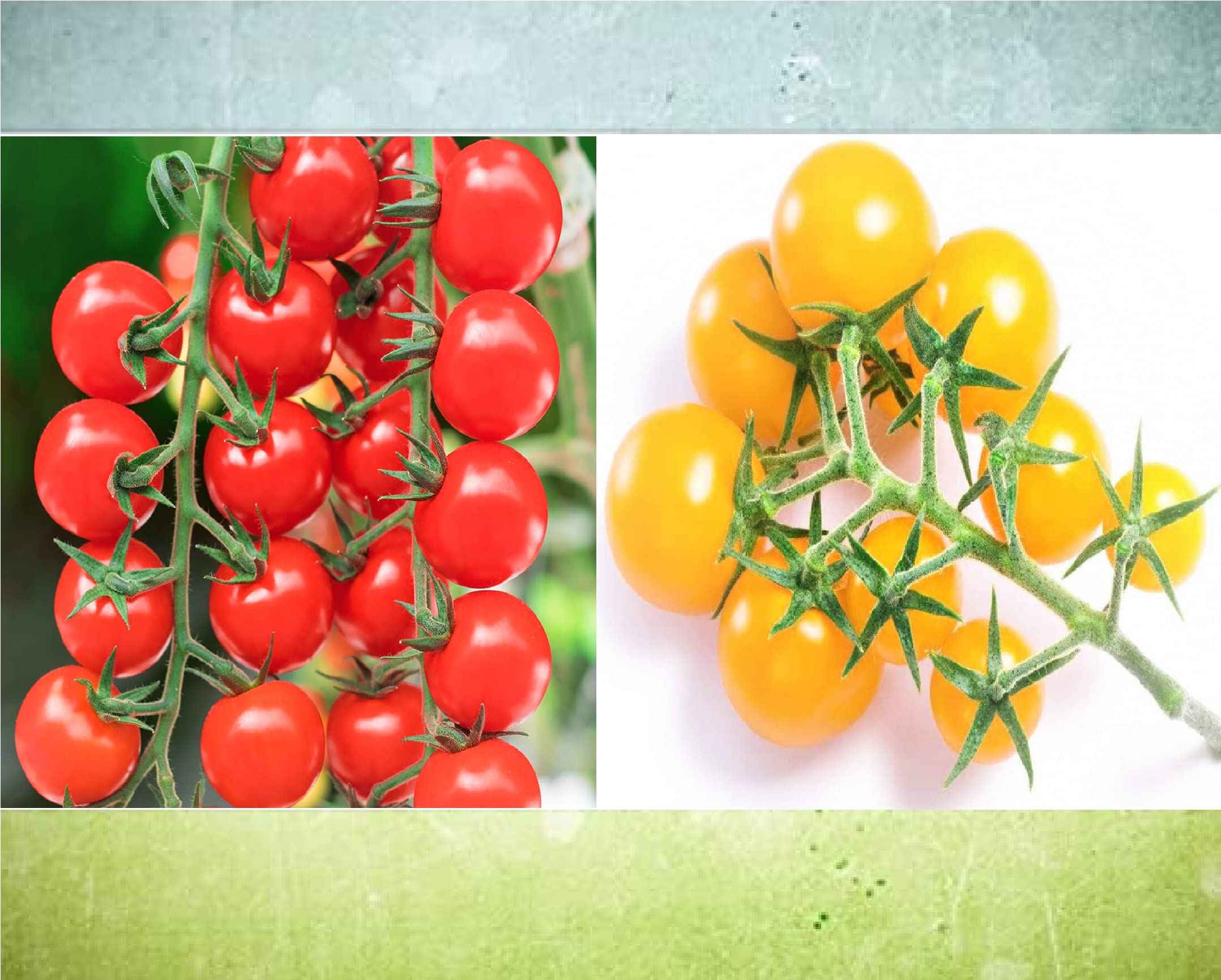 Gromax India New Quality Cherry Tomato Red & Cherry Tomato Yellow Vegetable Seed 2 Variety Combo Pack (B09MTMSZ8M) Amazon Price History, Amazon Price Tracker