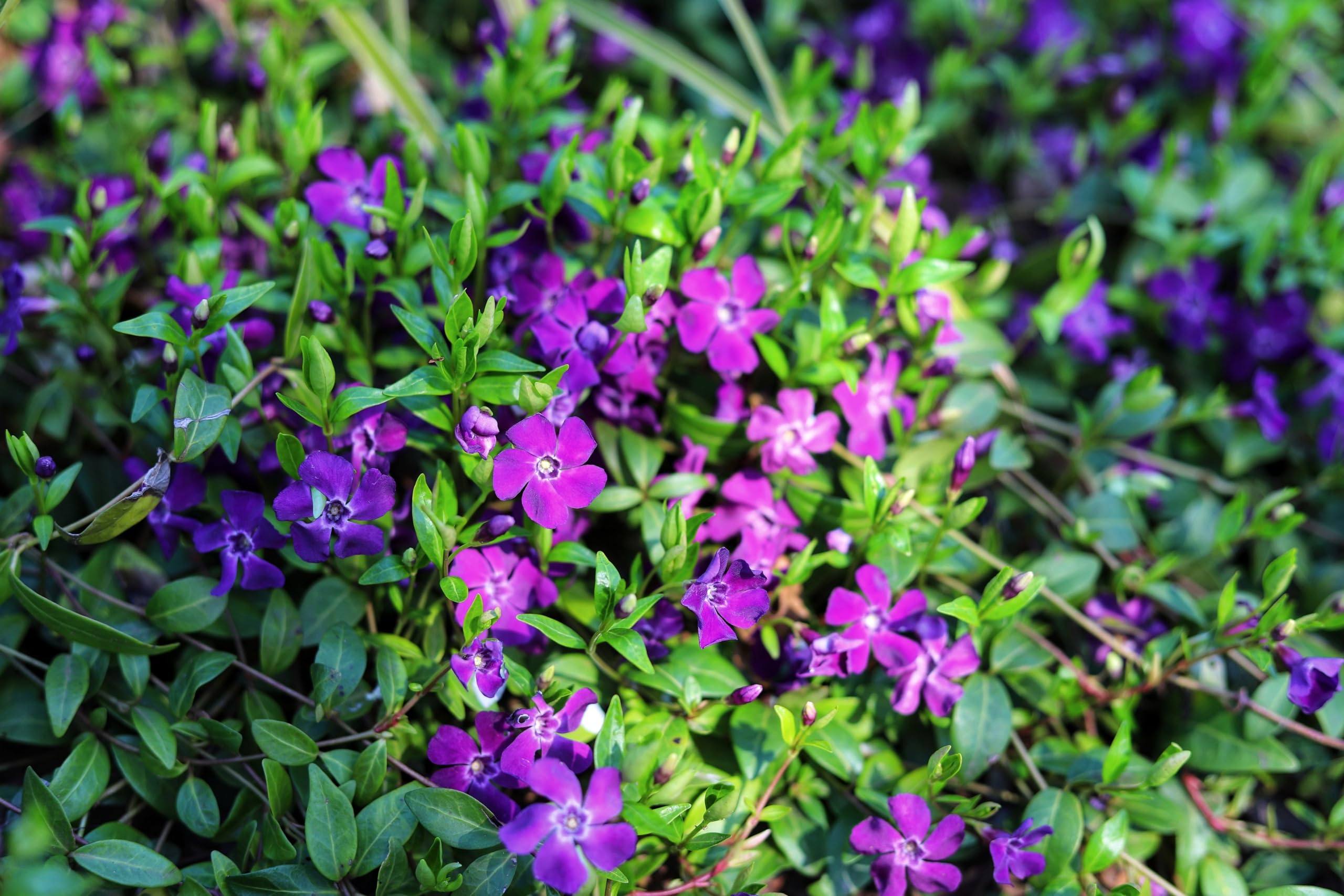Stauden Gänge 10 x Vinca minor 'Rubra' Immergrün winterhart