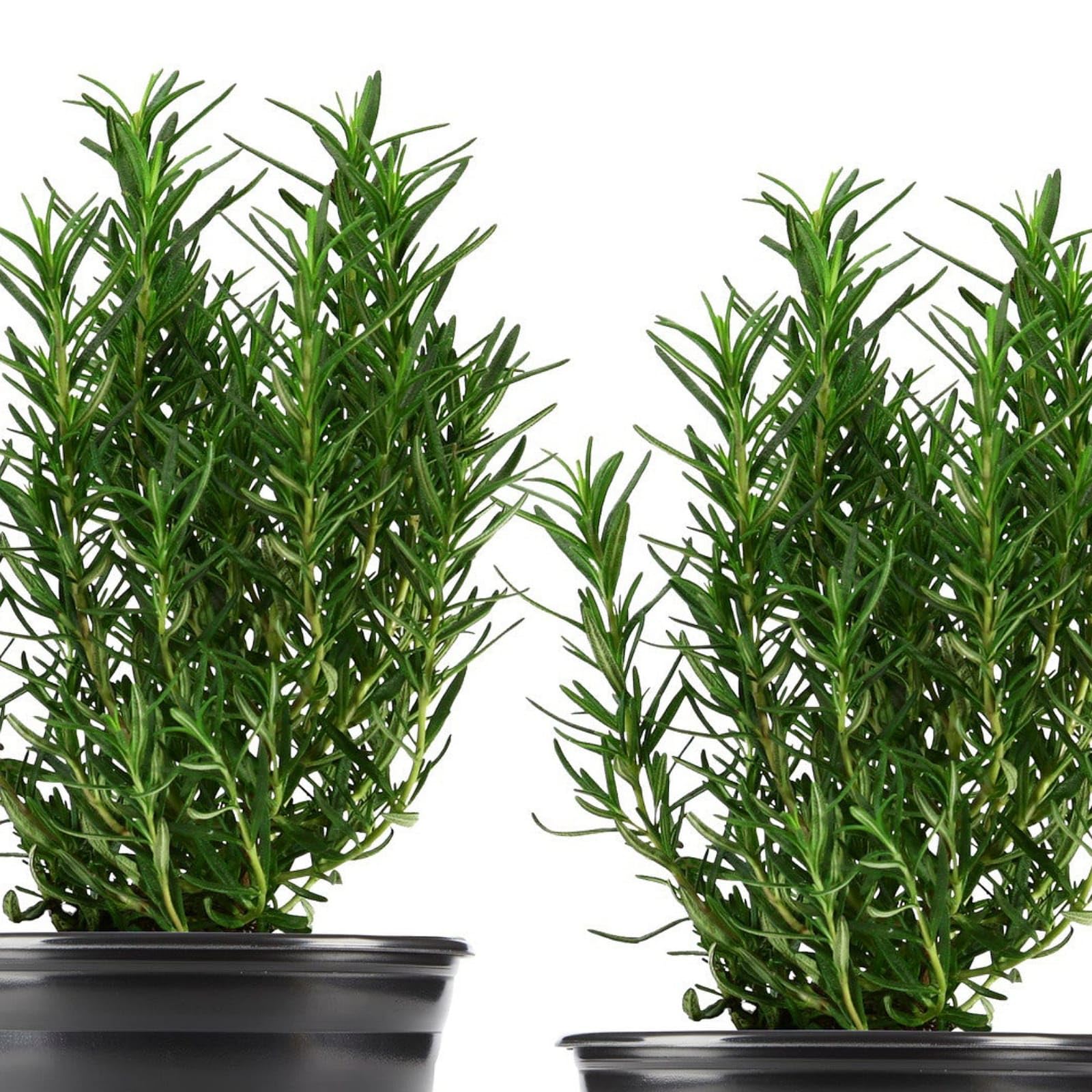 Gurveplantationi Rosemary Herb Outdoor Rosemary/Salvia Rosmarinus Live Plant Indoor/Outdoor Plant (Pack of 1) (B0CSXC4W86) Amazon Price History, Amazon Price Tracker