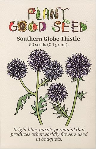 Semillas de cardo Southern Globe Paquete de 50 unidades, orgánicas certificadas, sin OMG, polinizadas abiertas, sin tratar semillas de flores y