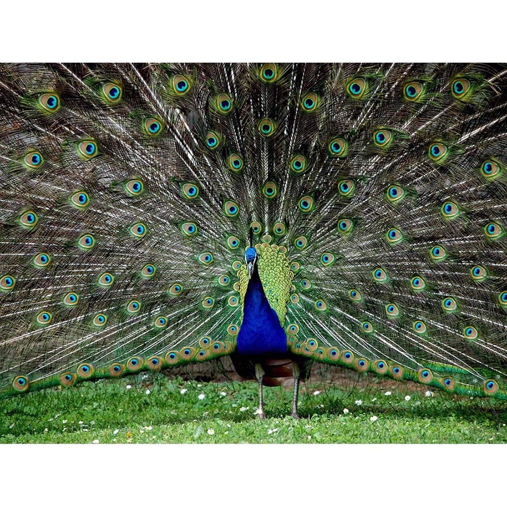 Wee Blue Coo Peacock Birds Feather Art Print Poster Wall Decor 12X16 Inch