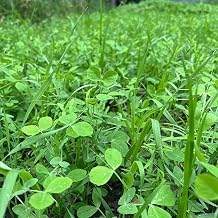 Peas, Oats, Vetch Garden Cover Crop Mix Seeds for Planting - 5 lb Jug - Improves Soil Health, Weed Suppression, Nitrogen Fixation, Increases Biomass