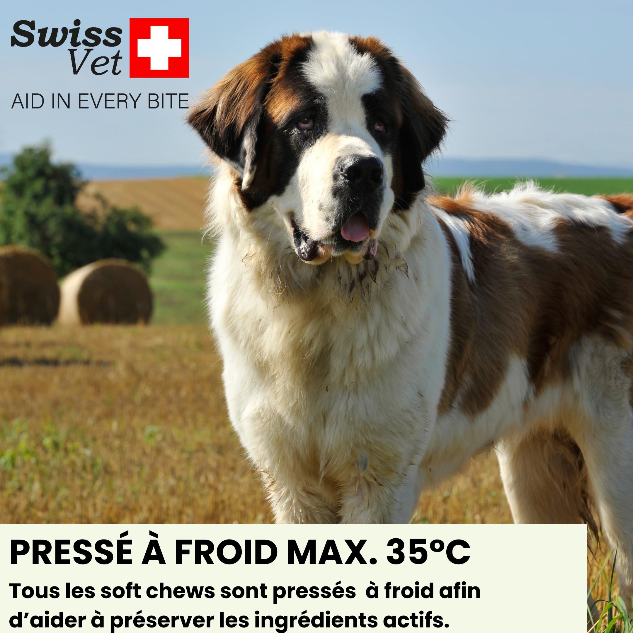SwissVet Probiotique Chien - 60 Bouchées Flore Intestinale & Digestion - Prébiotiques (Inuline) & Bacillus Velezensis - Anti Diarrhée, Gaz & Ballonnements - Immunité & Transit Sain