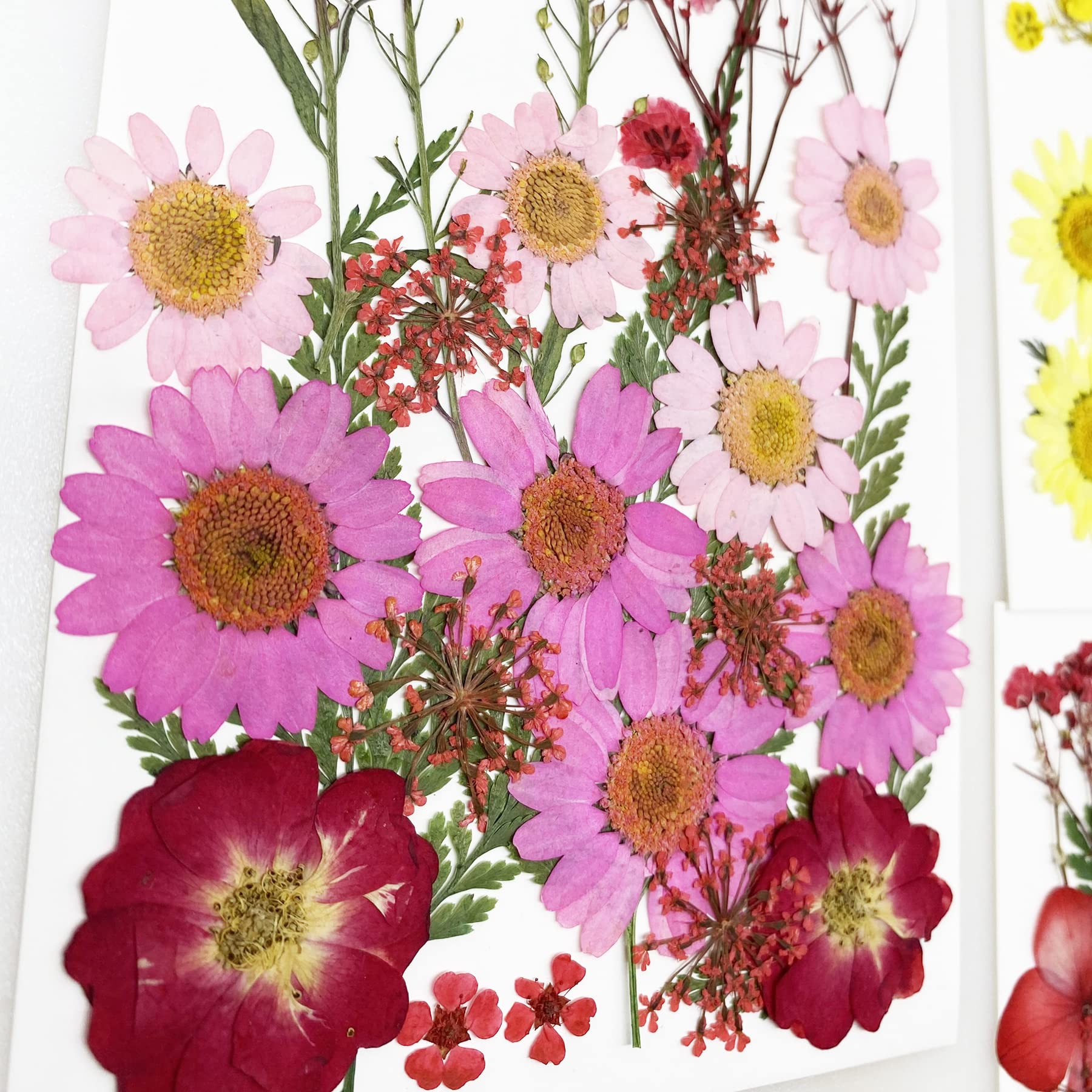 Cayway Presse à Fleurs En Bois 15x15cm – Kit Complet Avec Séchoirs, Papiers, Pince – Pour Art, Scrapbooking, Spécimens
