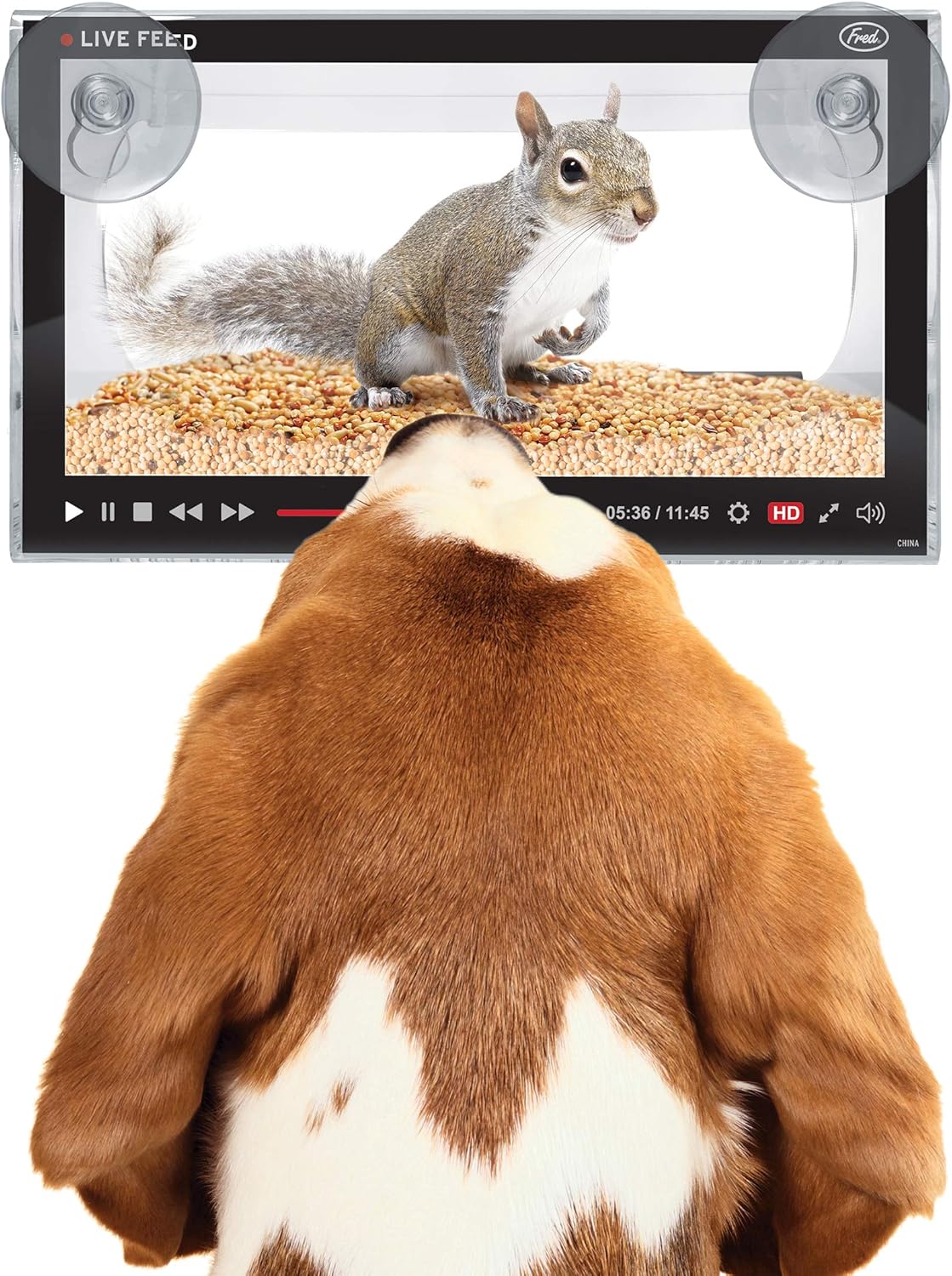 Genuine Fred Live Feed Bird Feeder, Clear