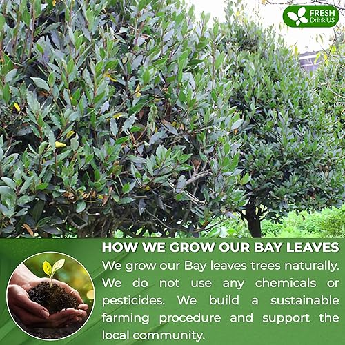 Miniatura 4 de FRESHDRINKUS, Polvo de hoja de laurel prémium de 4.5 onzas, hojas de laurel molidas sin procesar, secadas, 100% puro y natural, puro de hojas de