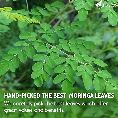 Miniatura 5 de 60 bolsas de té de hoja de moringa, 100% natural y puro de hojas de moringa. Té de hierbas de moringa de hojas sueltas. Té de hoja de moringa. Sin