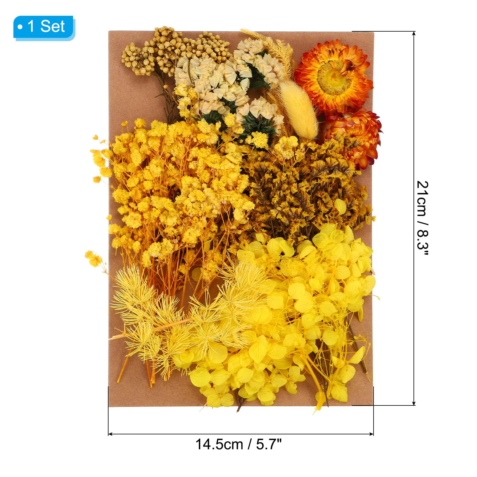 PATIKIL Pressed Flowers for Craft Bulk Dried Flowers Natural Pressed Flowers Leaves for Resin Soap Candle Scrapbooking DIY Gift Papermaking - Image 2