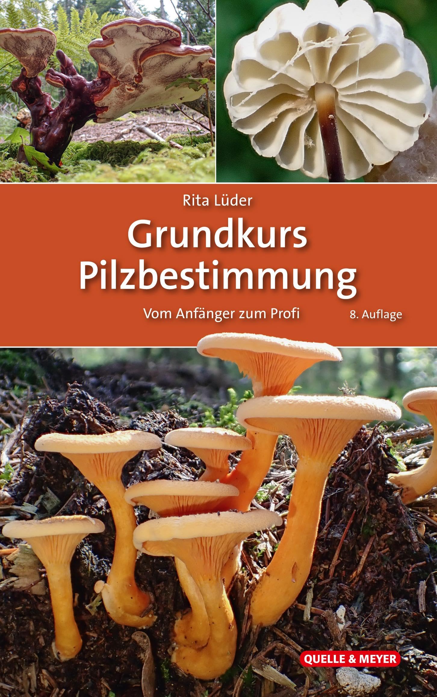 Grundkurs Pilzbestimmung: Vom Anfänger zum Profi