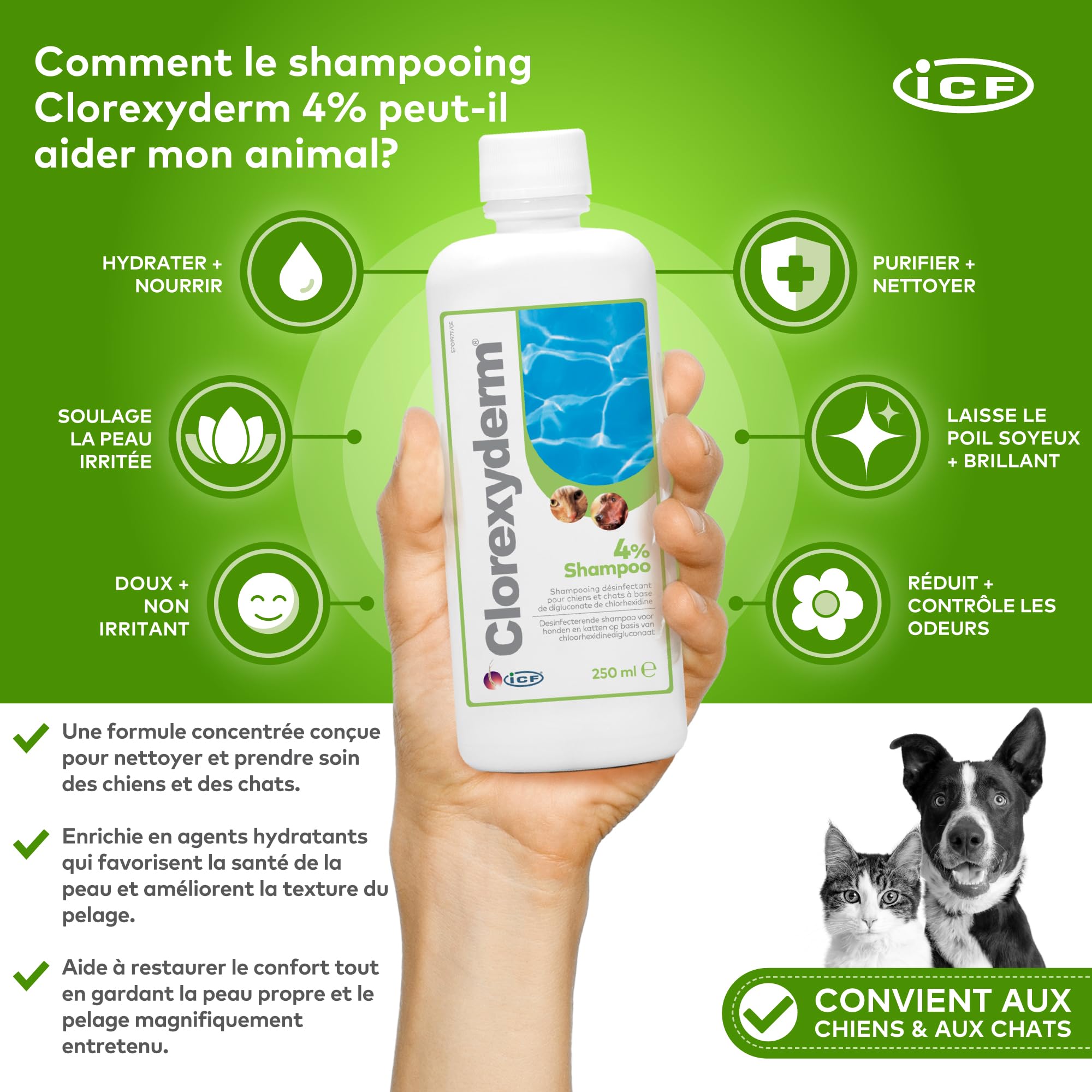 ICF | Clorexyderm 4% Shampoing Chien | Shampooing Chien Antiseptique, Hydratant et Anti Odeur pour Chien et Chat | Assainit, Hydrate et Protège la Peau | 250ml