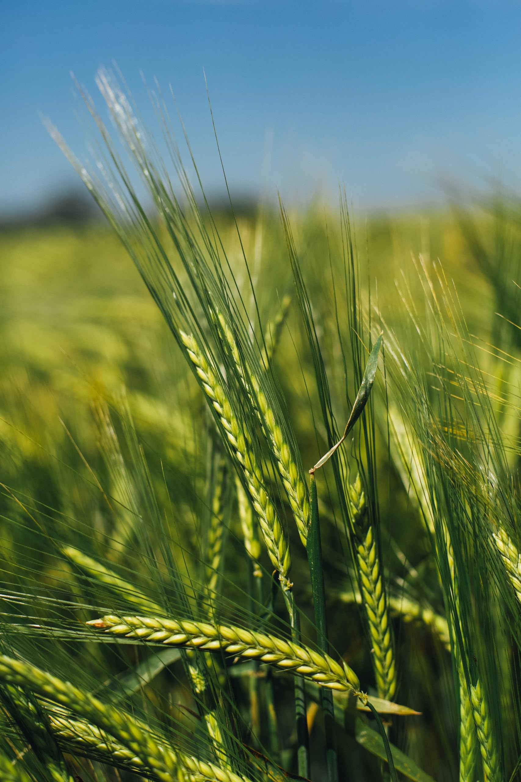 Kamelur BIO Dinkelflocken (25kg) - Dinkel Bio Flocken GGB aus kontrolliert biologischem Anbau
